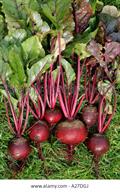 beetroot 